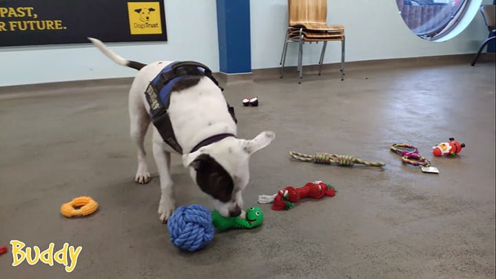 Perros del refugio "enloquecen" cuando eligen su propio regalo de navidad 14 Buddy, DogsTrust
