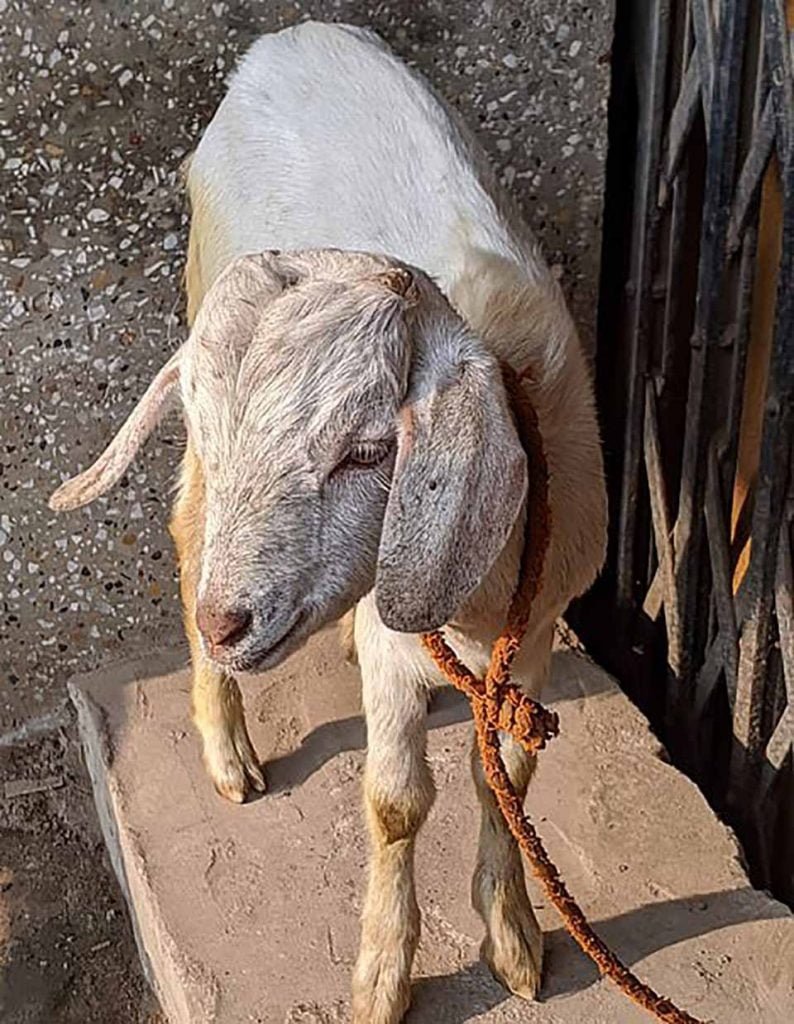 Comienza el festival de sacrificio de animales más grande del mundo a pesar de las protestas en Nepal 9 Cabra