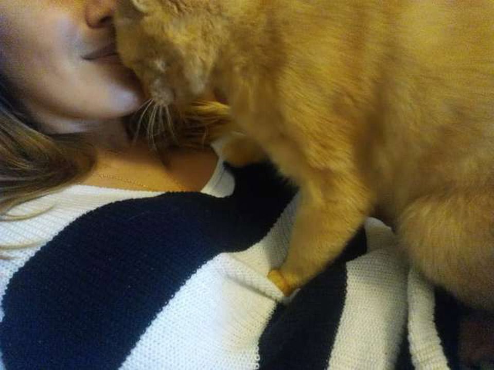 Gato salta a los brazos de mamá después de perderse durante 536 días 3 Cat y Criner