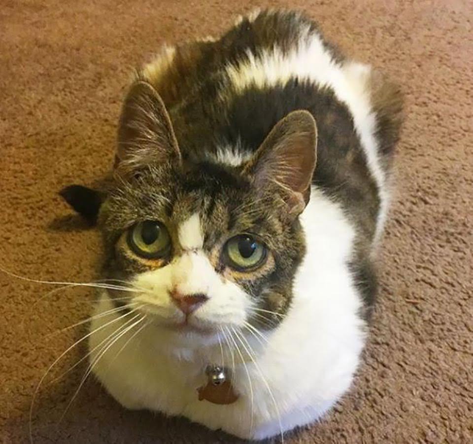 Gata con ojos tristes no deja de abrazar y agradecer a la mujer que la salvó 15 Gatita con mirada triste