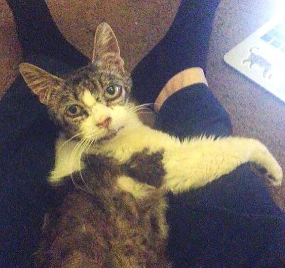 Gata con ojos tristes no deja de abrazar y agradecer a la mujer que la salvó 13 Gatita con su humana