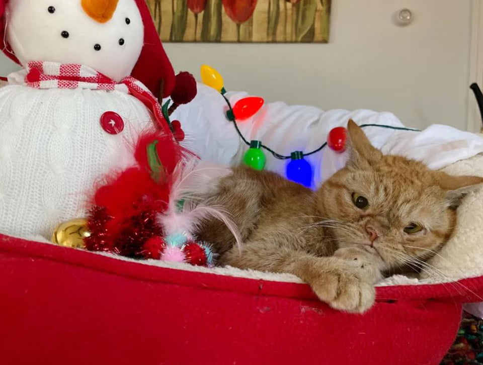 Gato con una fosa nasal cumple su sueño para las vacaciones después de ser encontrado en una construcción 5 Gatita en su cama llena de adornos navideños