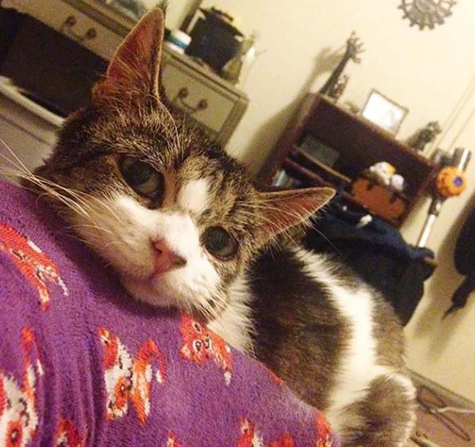 Gata con ojos tristes no deja de abrazar y agradecer a la mujer que la salvó 12 Gatita en su nuevo hogar