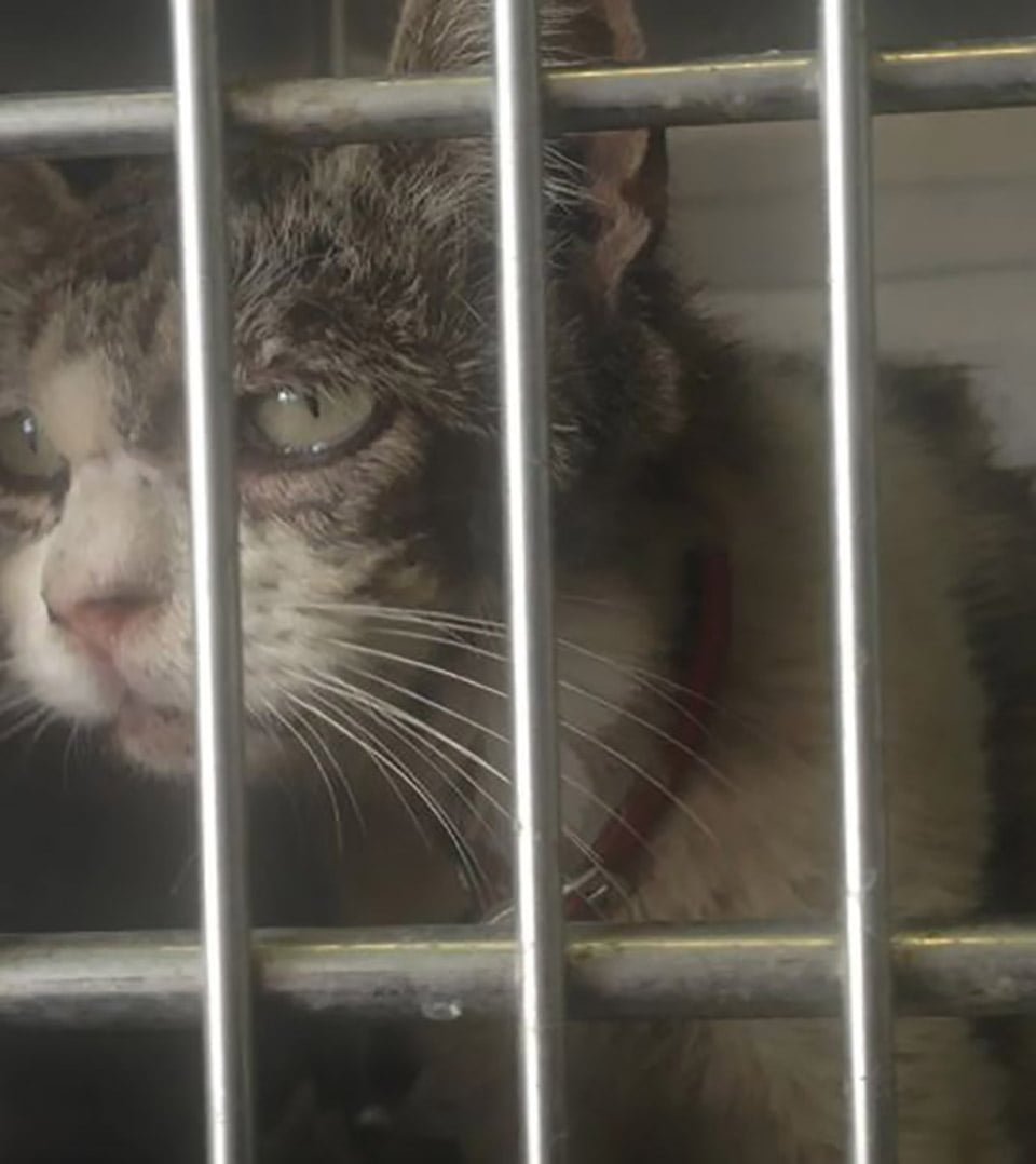 Gata con ojos tristes no deja de abrazar y agradecer a la mujer que la salvó 11 Gatita enferma