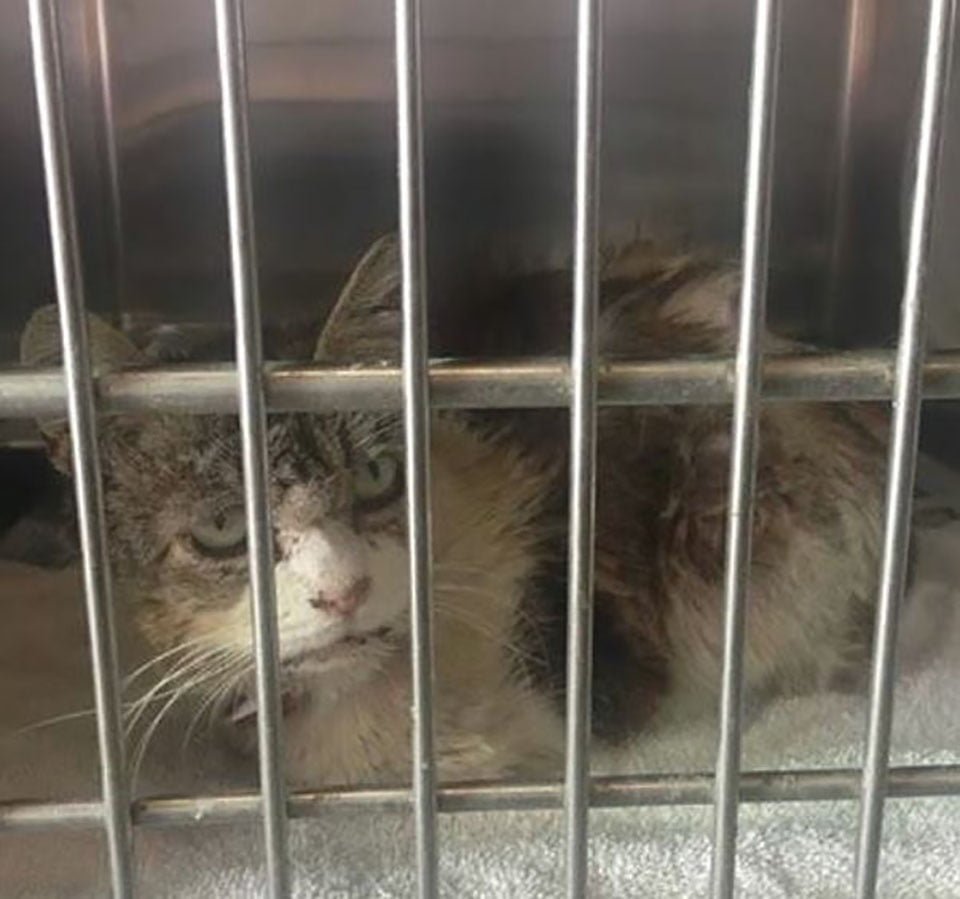 Gata con ojos tristes no deja de abrazar y agradecer a la mujer que la salvó 10 Gatita rescatada
