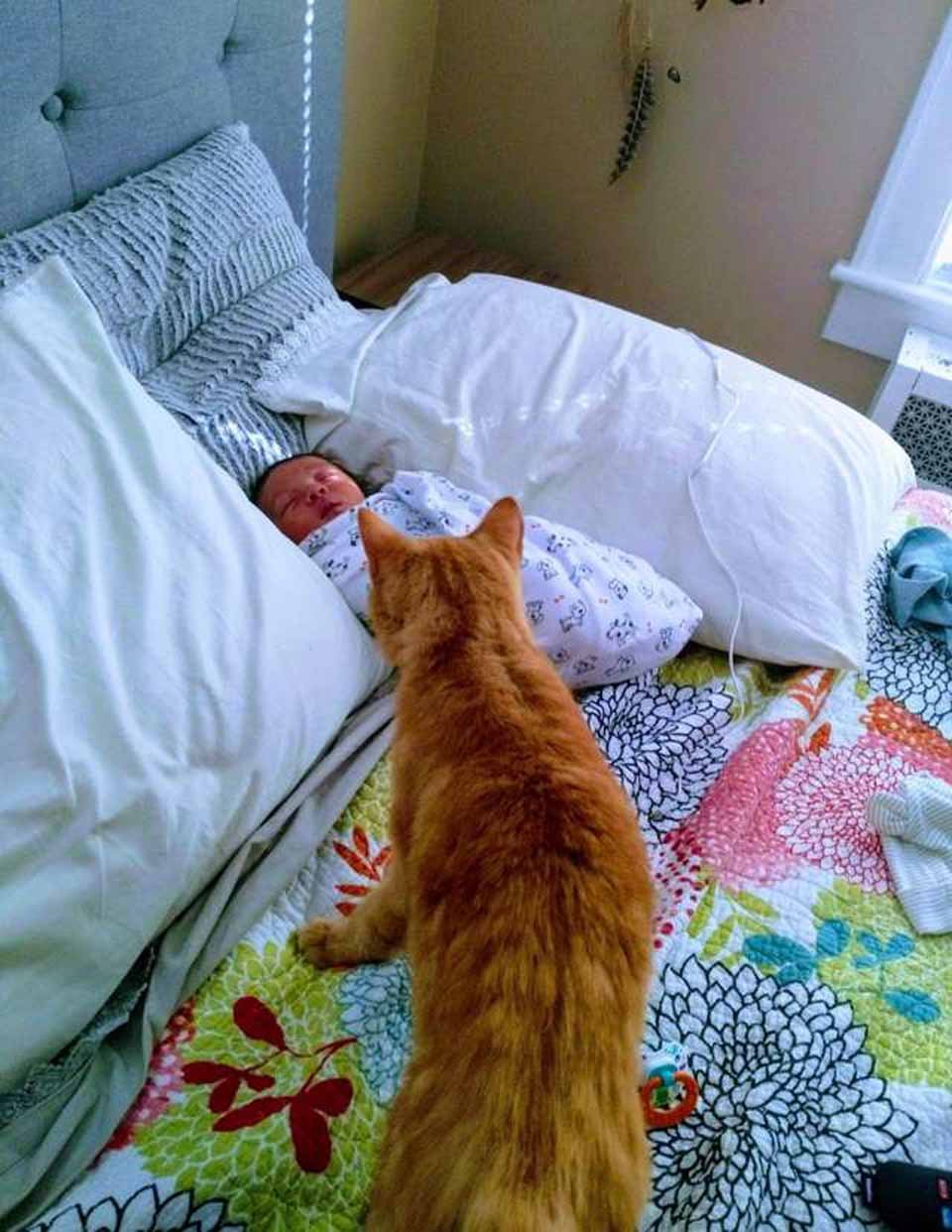 Gato salta a los brazos de mamá después de perderse durante 536 días 1 Gatito amoroso
