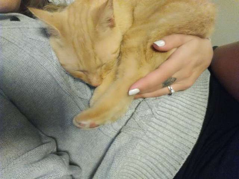Gato salta a los brazos de mamá después de perderse durante 536 días 2 Gatito