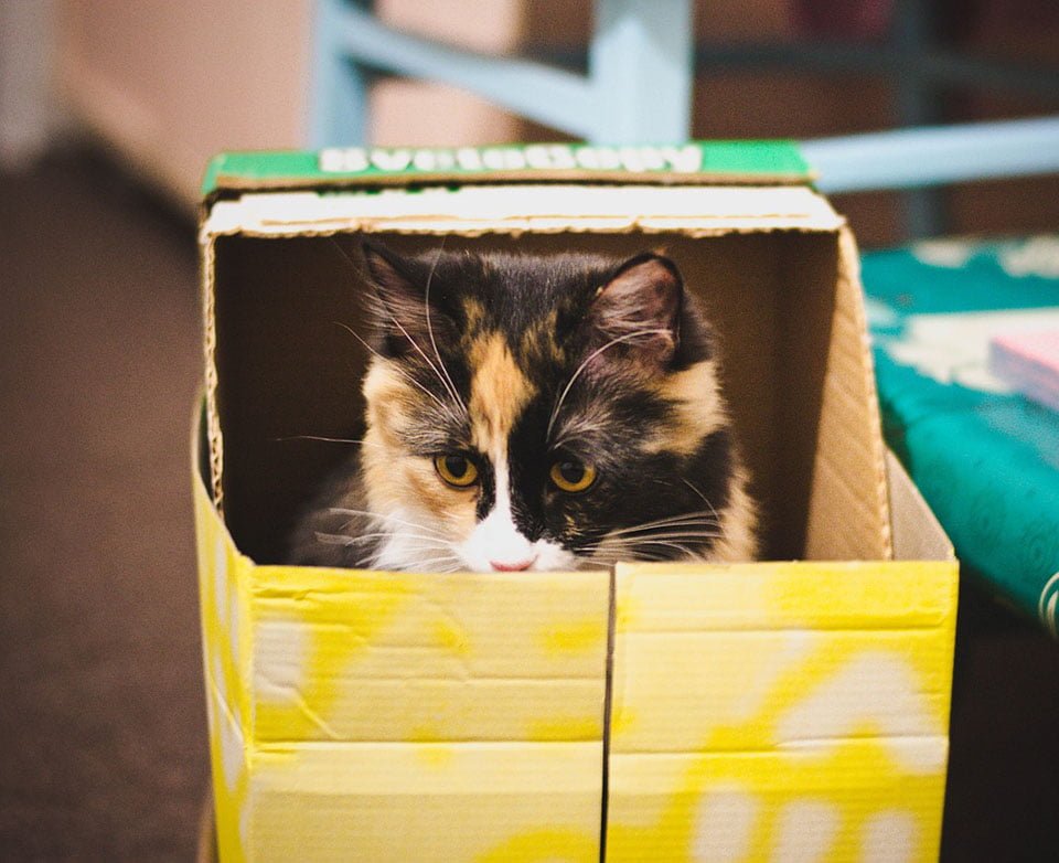 Gato en una caja Gato en una caja