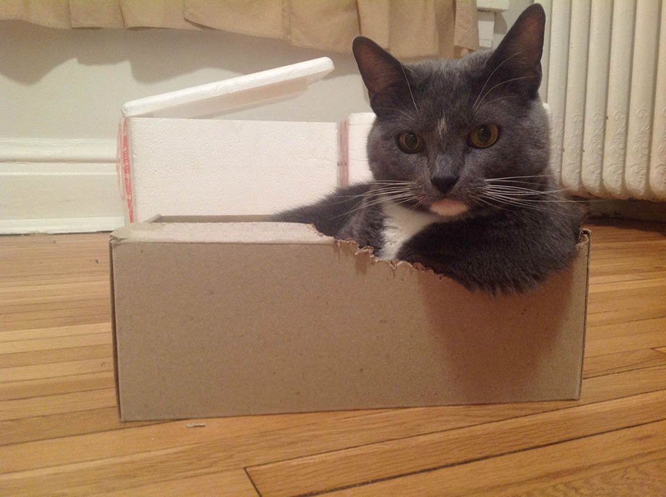 Resulta que a los gatos les encantan las cajas porque reducen el estrés 3 Gato gris dentro de una caja