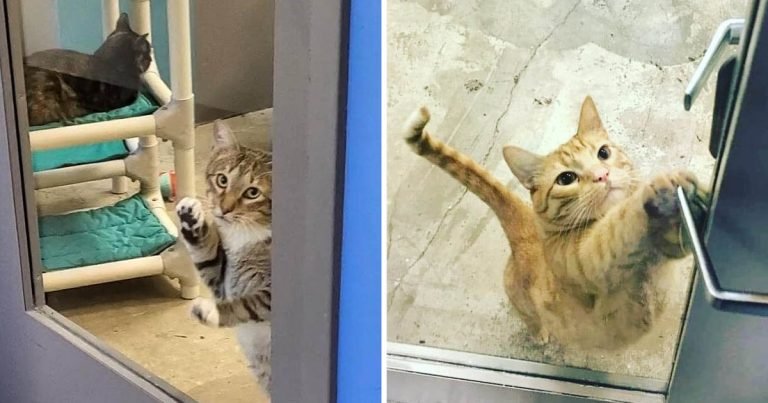 Gato insiste en abrir la puerta y dejar escapar a otros gatos en un refugio