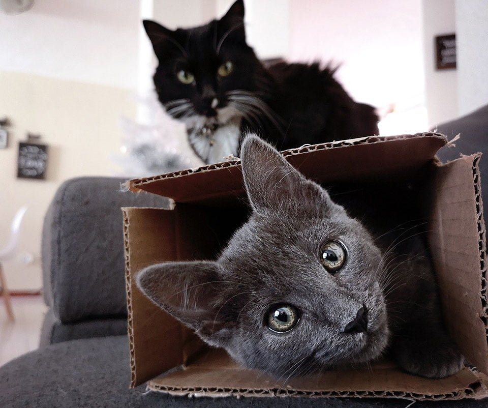 Gatos en cajas Gatos en cajas