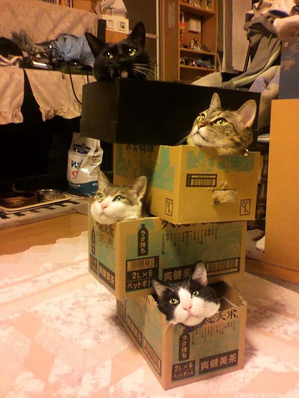Resulta que a los gatos les encantan las cajas porque reducen el estrés 2 Gatos en cajas