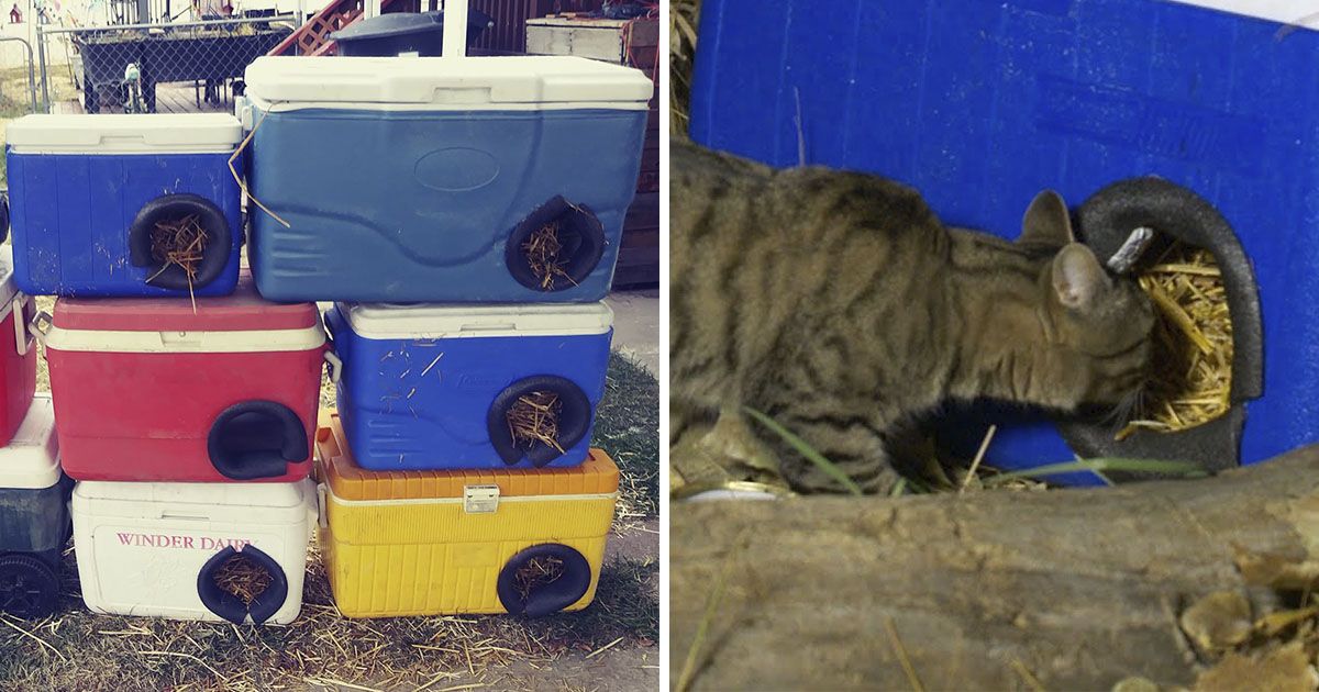 Hombre crea refugio para gatos sin hogar con refrigeradores