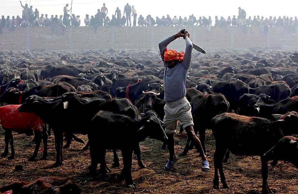 Comienza el festival de sacrificio de animales más grande del mundo a pesar de las protestas en Nepal 13 Hombre preparado para sacrificar animales
