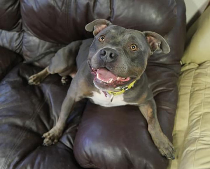 Compañía cervecera pone fotos de perros en sus latas para ayudarlos a ser adoptados 4 Jensen, 2.5 años