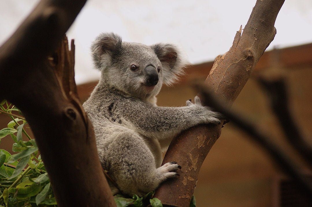 Koala sediento detiene a grupo de ciclistas y bebe agua de su botella 4 Koala