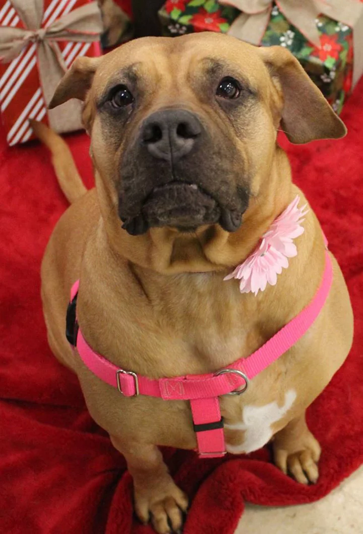 Lucy busca hogar Lucy busca hogar