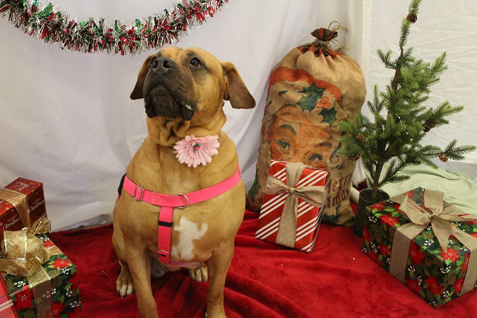 Lucy en Navidad Lucy en Navidad