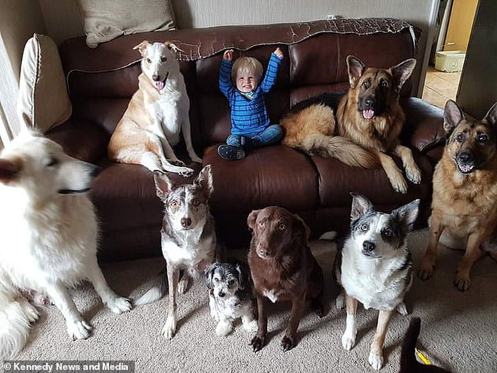 Mujer logra que sus 17 perros y gatos posen para una foto, pero le tomó semanas conseguirlo 12 Mascotas