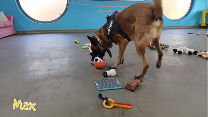 Perros del refugio "enloquecen" cuando eligen su propio regalo de navidad 11 Max, DogsTrust