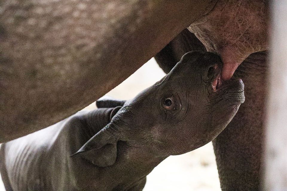 Nace bebé rinoceronte