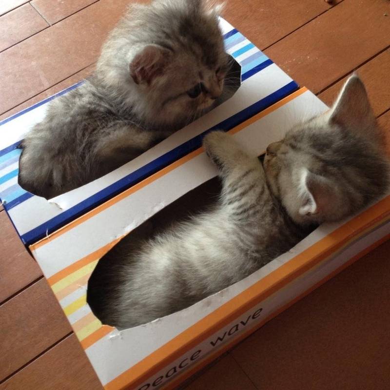Resulta que a los gatos les encantan las cajas porque reducen el estrés 1 Par de gatitos en caja