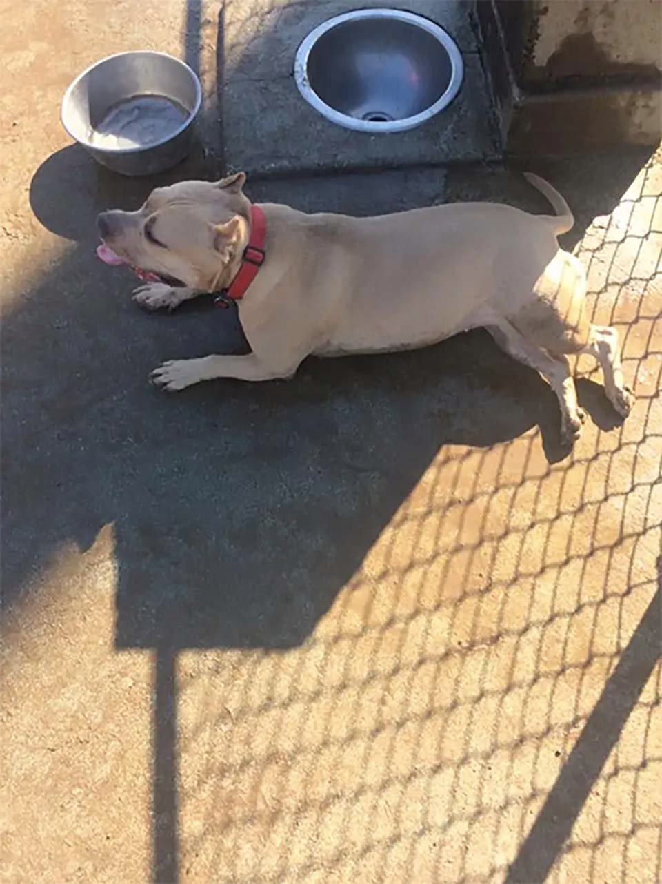 Perrita enferma en el refugio iba a ser sacrificada pero su vida cambió 7 Perrita en recuperación