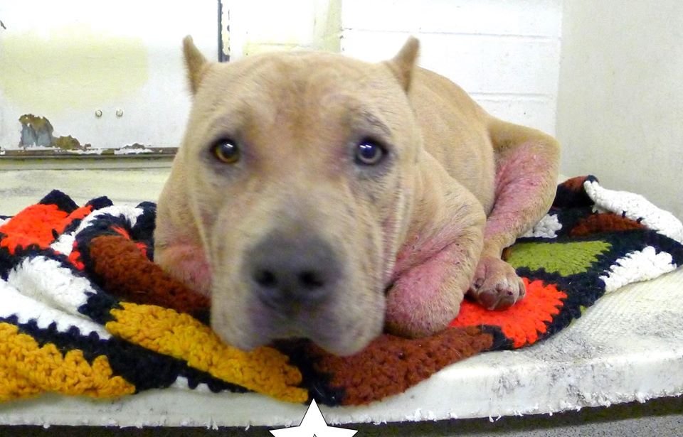 Perrita enferma en el refugio iba a ser sacrificada pero su vida cambió 5 Perrita enferma estaba en riesgo de morir