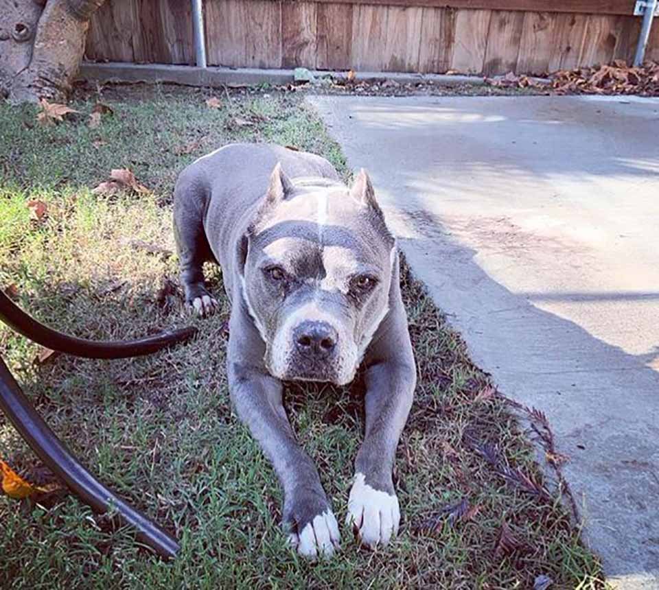 Perro de 9 años es adoptado después de más de cinco años en un refugio 9 Perrito adoptado disfruta del aire libre en el patio