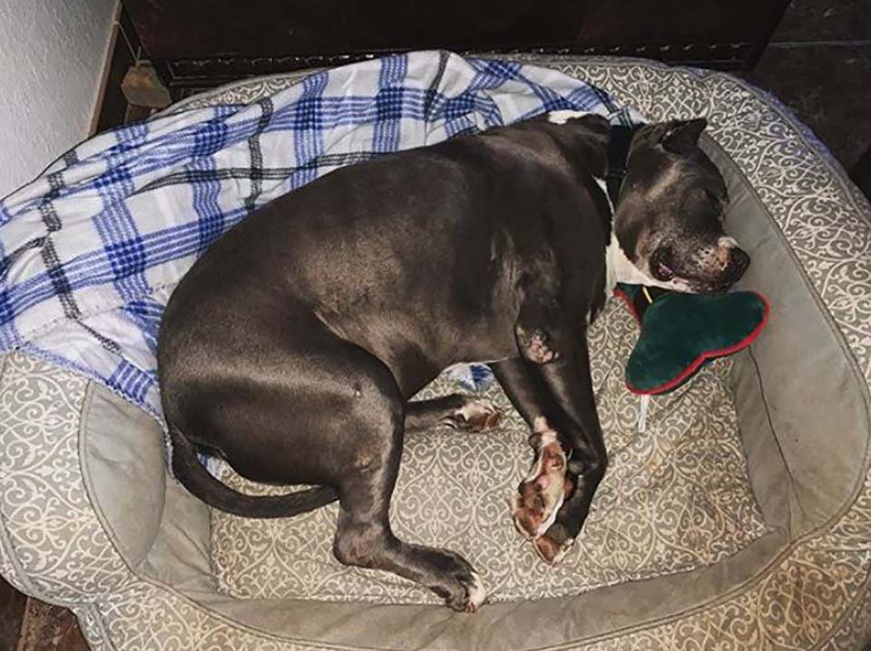 Perro de 9 años es adoptado después de más de cinco años en un refugio 10 Perrito adoptado duerme en su nuevo hogar