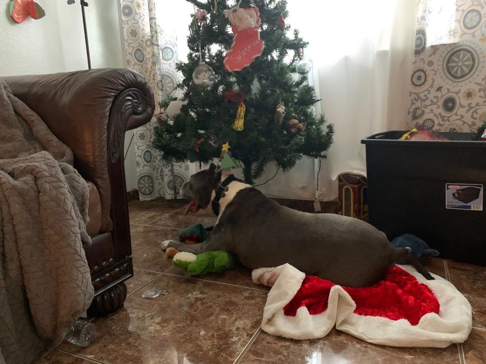 Perro de 9 años es adoptado después de más de cinco años en un refugio 11 Perrito adoptado junto al árbol de navidad