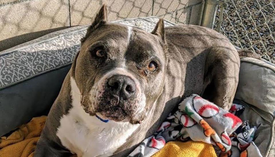 Perro de 9 años es adoptado después de más de cinco años en un refugio 12 Perrito adulto tiene una nueva oportunidad