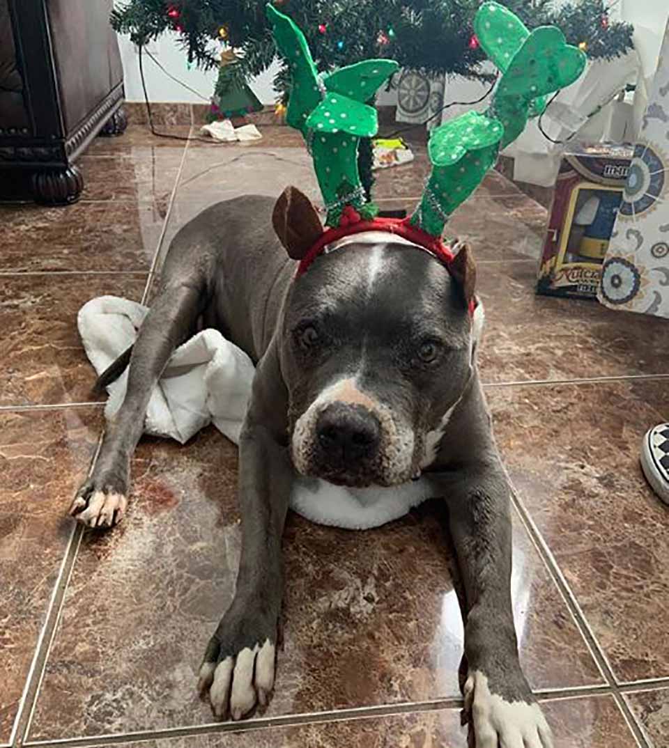 Perrito con adornos navideños