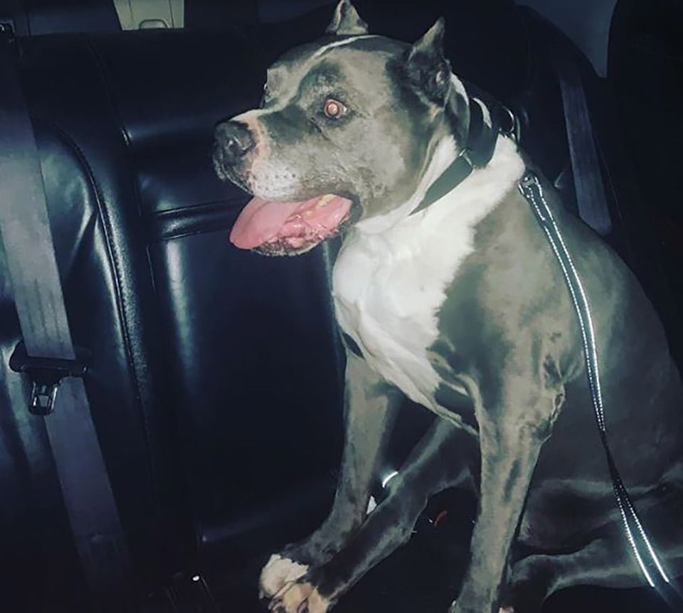 Perro de 9 años es adoptado después de más de cinco años en un refugio 16 Perrito en el auto