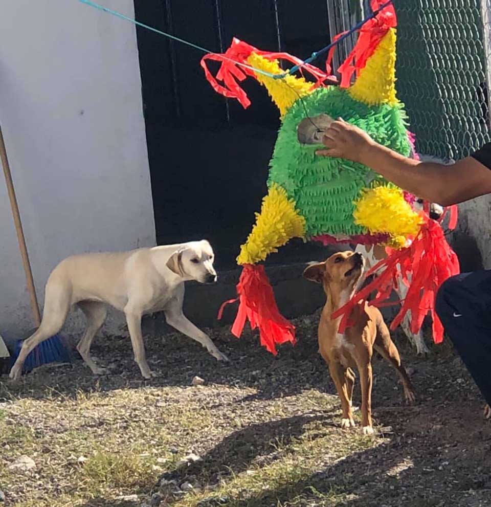 Rescatistas realizaron un festejo navideño para los perros sin hogar 5 Perrito mira la piñata