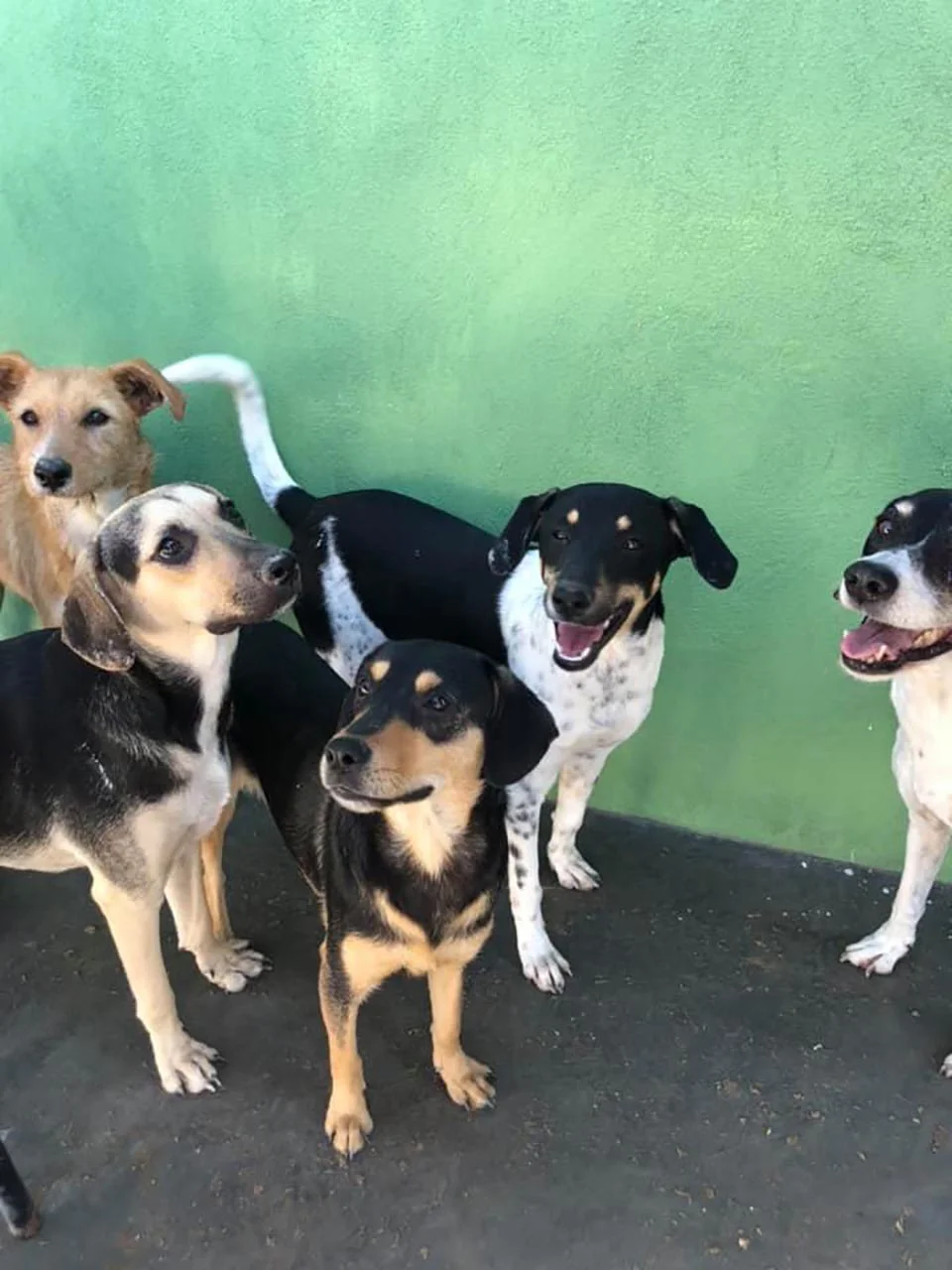 Perritos del albergue