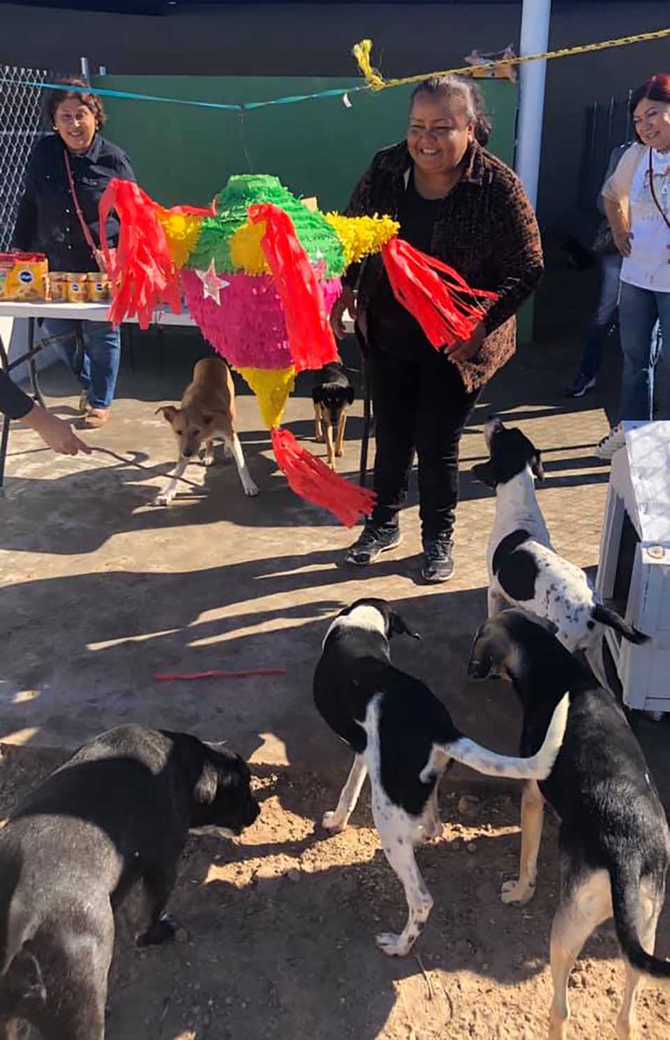 Rescatistas realizaron un festejo navideño para los perros sin hogar 4 Perritos listos para la piñata