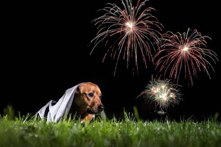Alcalde suspende espectáculo de fuegos artificiales por los animales 6 Perro asustado por fuegos artificiales