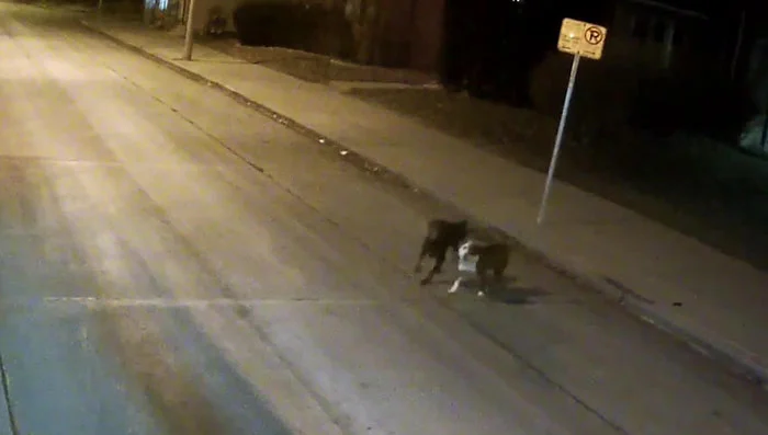 Perros acuden al llamado de Jamie Perros acuden al llamado de Jamie