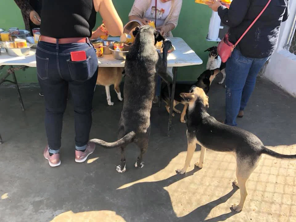Perros esperan su alimento