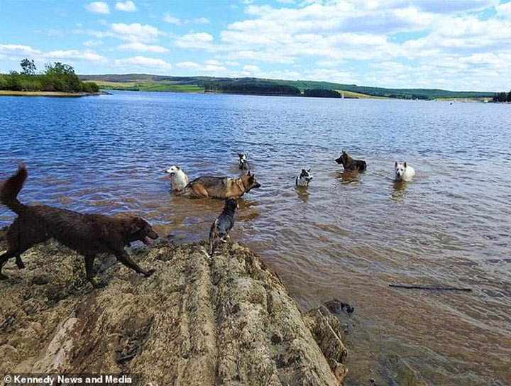 Mujer logra que sus 17 perros y gatos posen para una foto, pero le tomó semanas conseguirlo 11 Perros felices