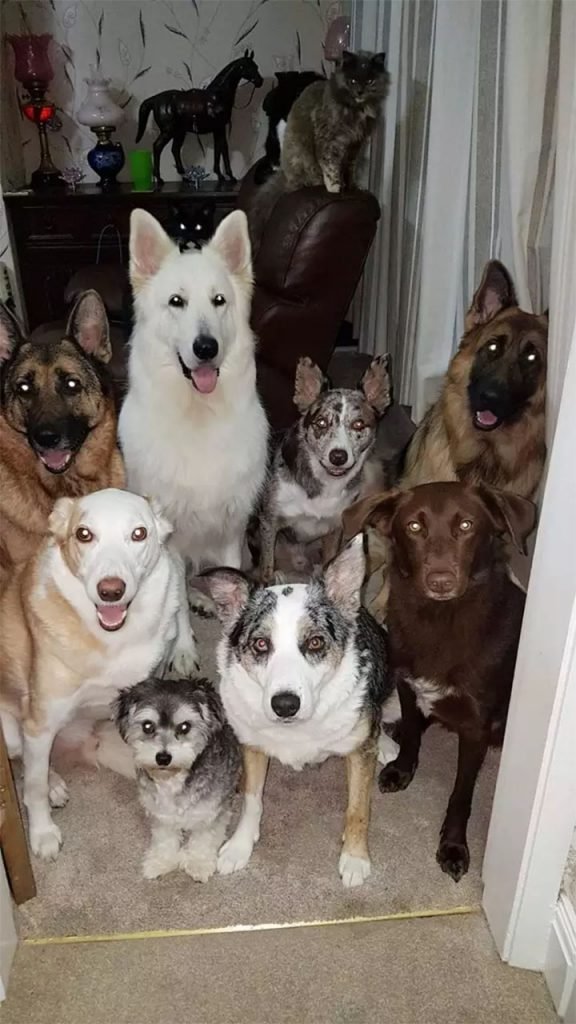 Mujer logra que sus 17 perros y gatos posen para una foto, pero le tomó semanas conseguirlo 8 Perros posando