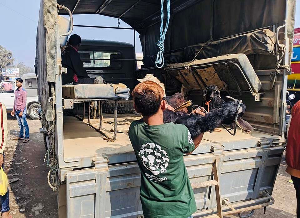 Comienza el festival de sacrificio de animales más grande del mundo a pesar de las protestas en Nepal 12 Rescate de animales que iban a ser sacrificados