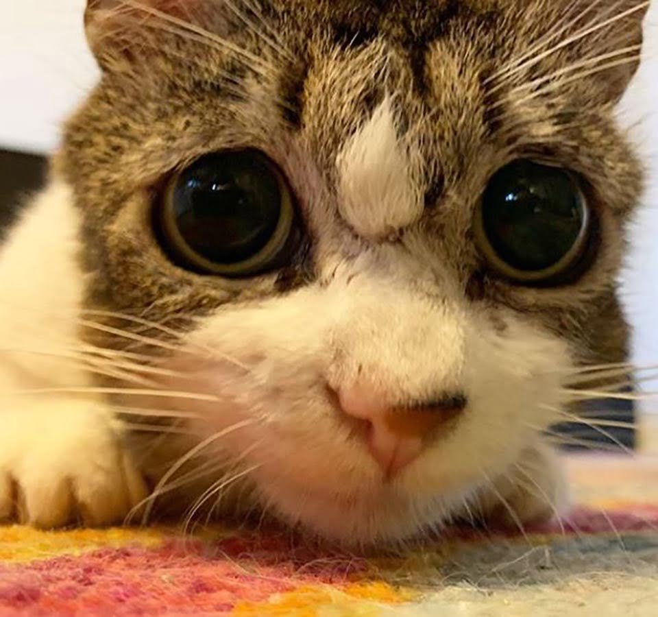 Gata con ojos tristes no deja de abrazar y agradecer a la mujer que la salvó 17 Rostro de gatita con ojos tristes