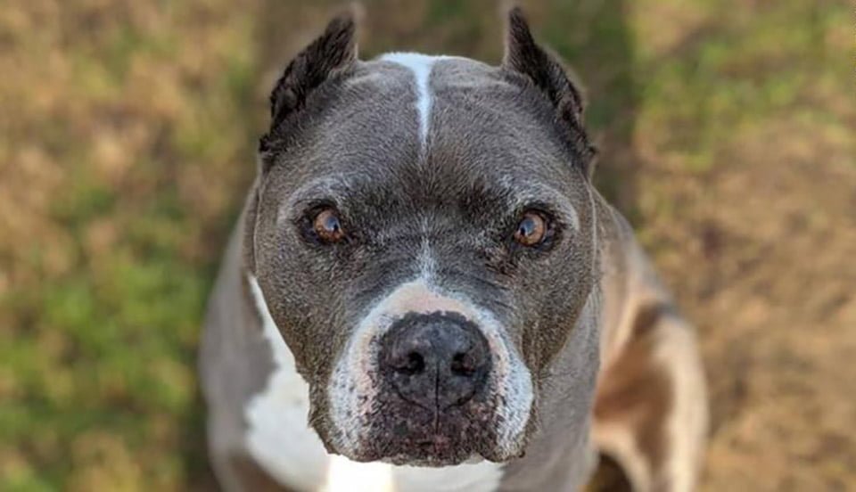 Perro de 9 años es adoptado después de más de cinco años en un refugio 14 Rostro de perrito adulto adoptado