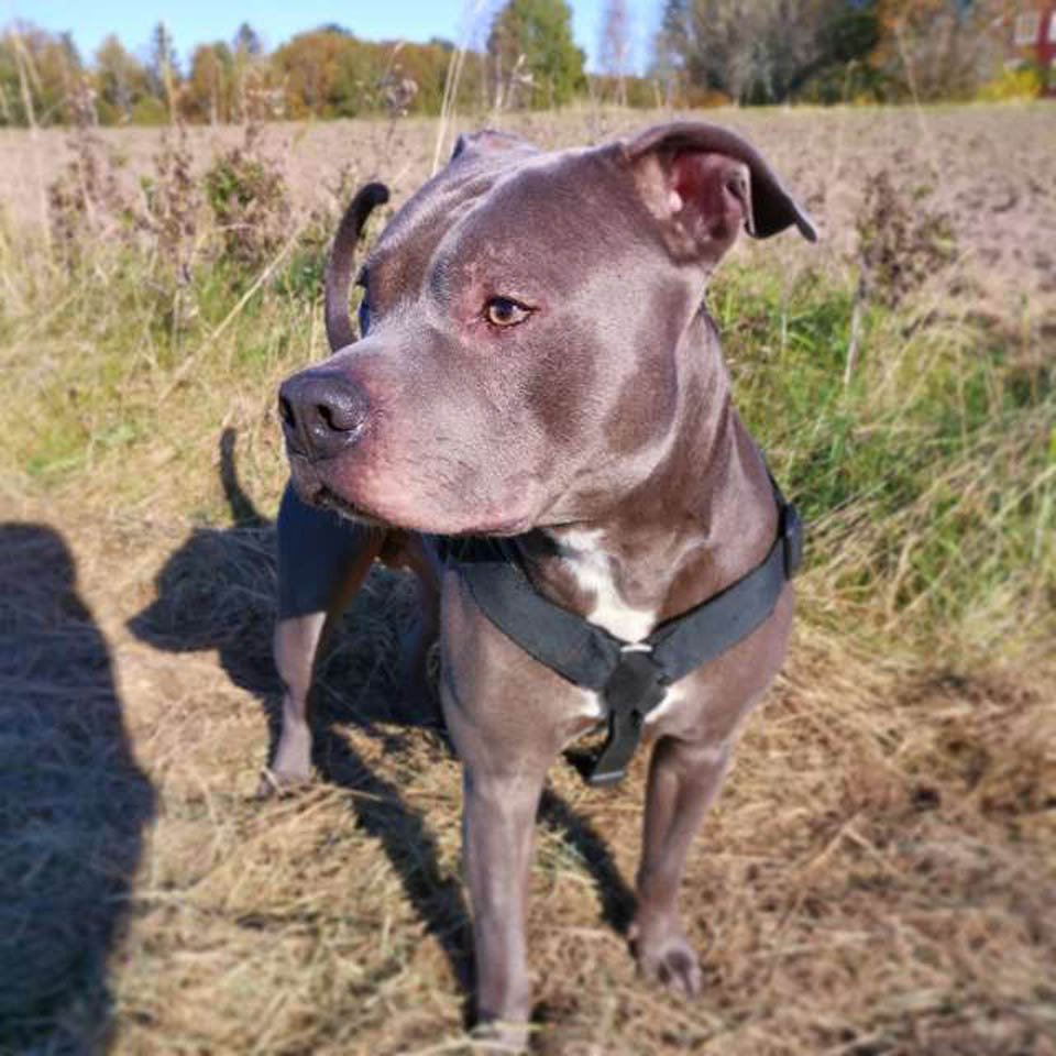 Mujer tenía miedo del pitbull del vecino, hasta que le salvó la vida 8 Simba