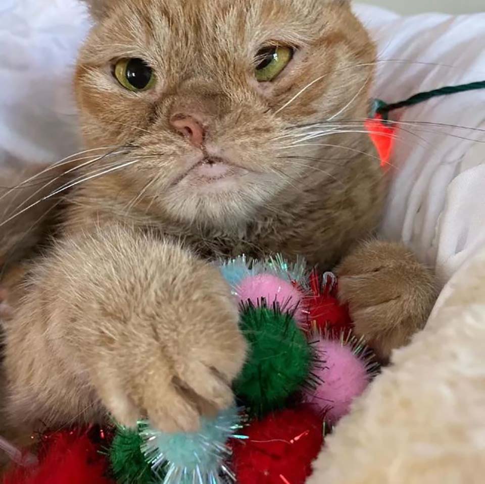 Gato con una fosa nasal cumple su sueño para las vacaciones después de ser encontrado en una construcción 9 Toast recibe cariño en su nuevo refugio