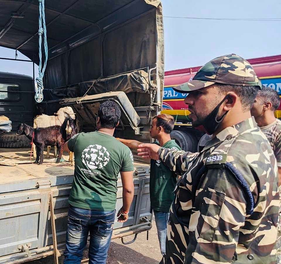 Comienza el festival de sacrificio de animales más grande del mundo a pesar de las protestas en Nepal 10 Transporte para animales rescatados