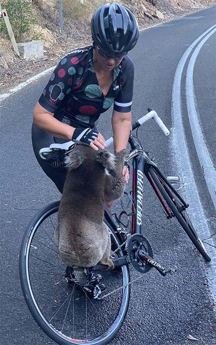 Koala sediento detiene a grupo de ciclistas y bebe agua de su botella 3 ciclista acaricia a koala