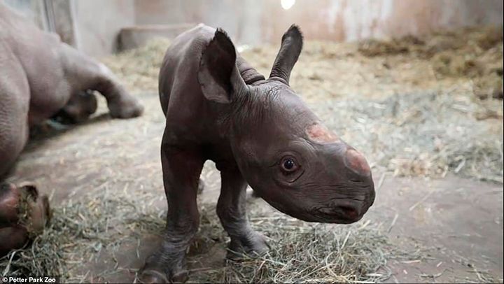 cria rinoceronte
